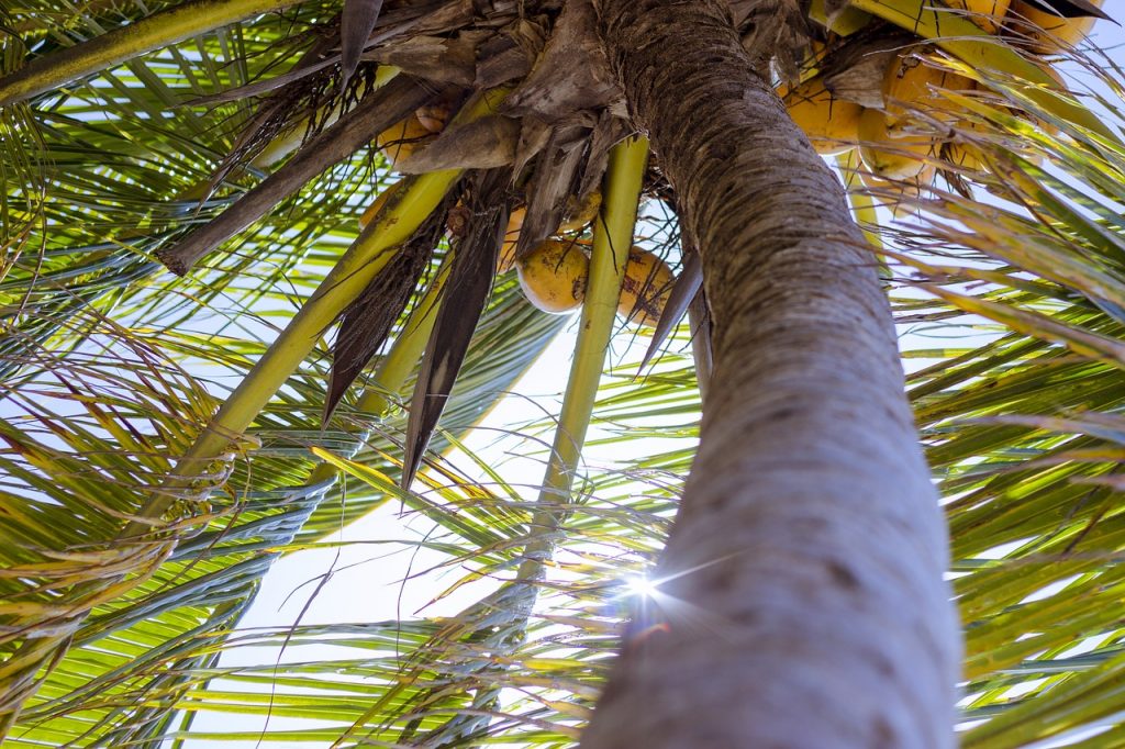 Choroby i szkodniki drzew kokosowych – leczenie chorób drzewa kokosowego